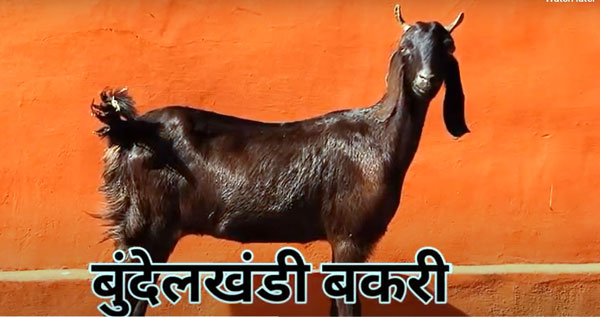 bundelkhandi-goat